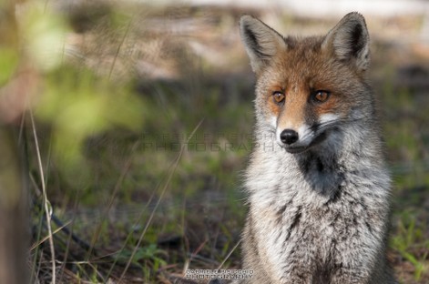 Foto Animali (9).jpg